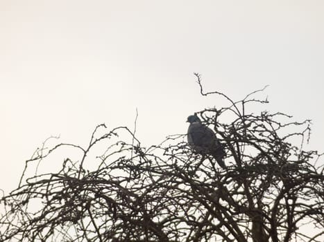 pigeon sitting atop tree bare branches white sky close up
