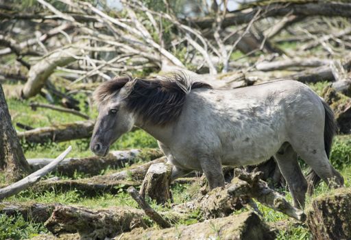 wild konink horse in dutch landscape