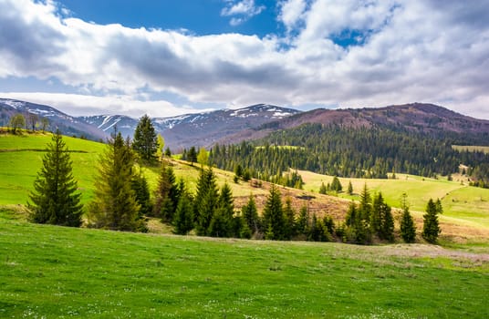 spruce trees on grassy slopes in mountainous area