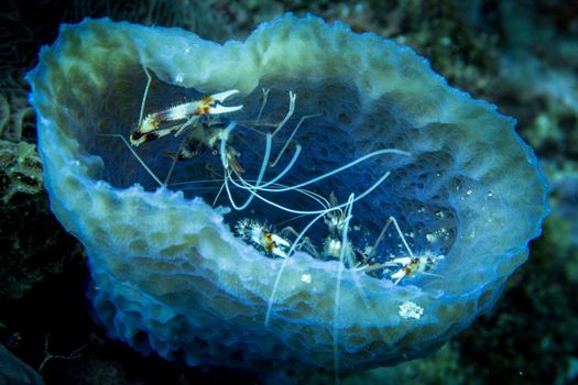 Banded coral shrimps in blue vase sponge