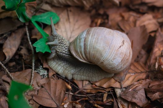 Grape snail feeds up with green leaf in undergrowth forest
