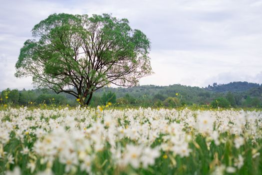 Flowering green meadow field of white narcissuses with lonely oa