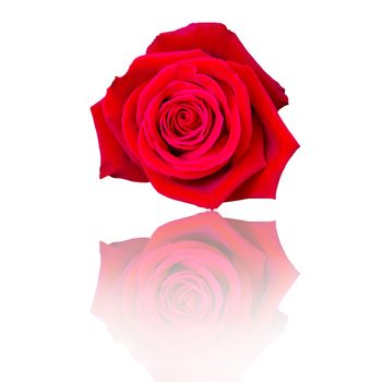Beautiful Red Rose Flower On White Background, Flower For Lover 
