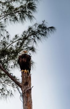 Adult bald eagle Haliaeetus leucocephalus