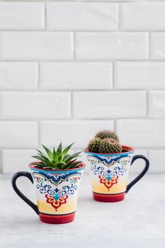 Green Cacti in colorful oriental cups, cactus home decoration concept