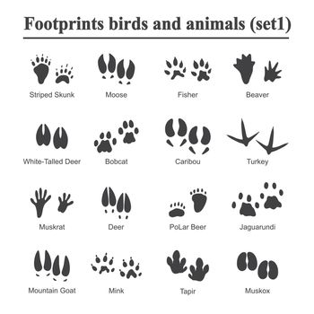Wildlife animals and birds footprint, animal paw prints vector set. Footprints of variety of animals, illustration of black silhouette footprints