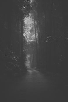 Moody hazy road in the forest.