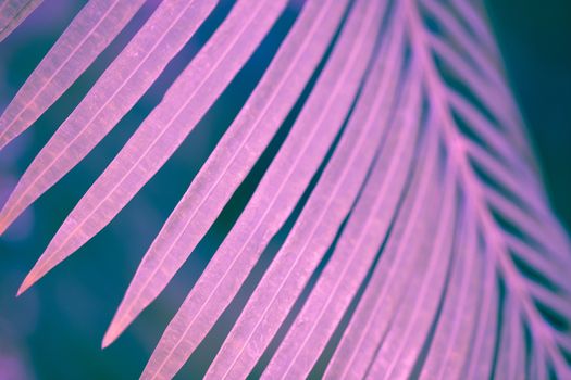 Palm leaves in ultraviolet tone, selective focus, background,