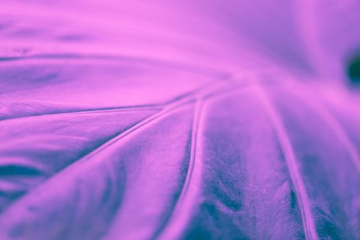 Palm leaves in ultraviolet tone, selective focus, background,