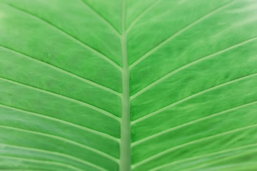 Palm leaves in vintage tone, selective focus, background,