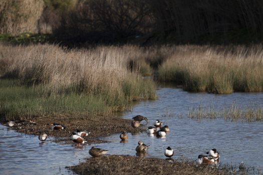 ducks in the marshland