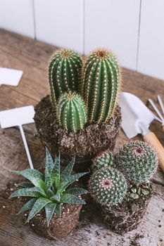 Green Cacti without pot ready to be planted on rustic wooden background