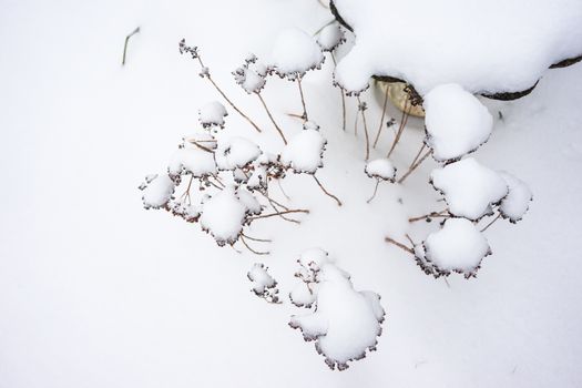 Dried Plant Covered in Snow