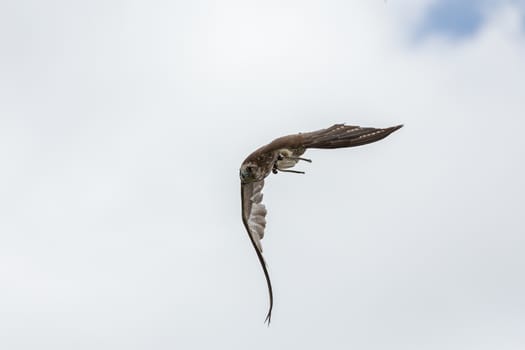 trained bird falcon flying in nature