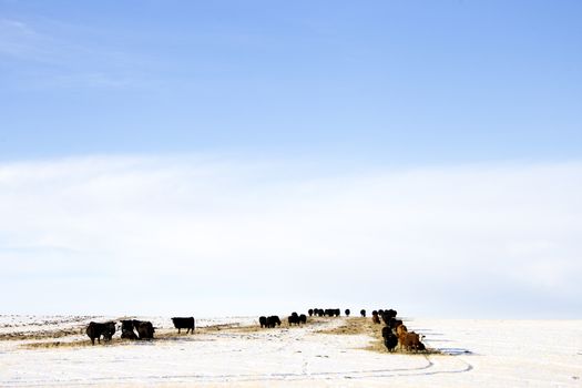 Cattle in Winter