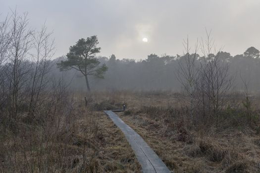 Nature reserve the Wooldse veen in Winterswijk in the Netherland