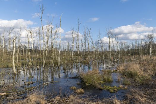 Nature reserve the Wooldse veen in Winterswijk in the Netherland