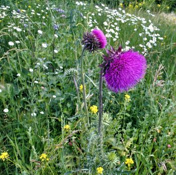 bright and prickly Thistle with latin name Onopordum