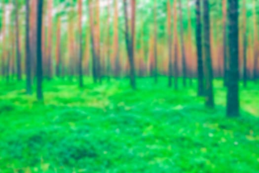 Green pine forest - blurred image