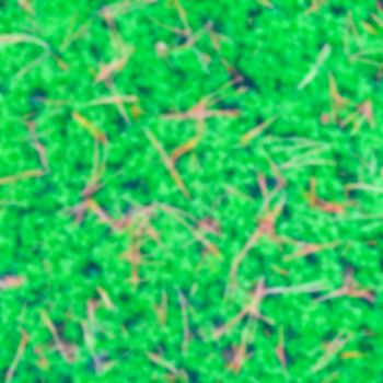 Green moss - blurred image