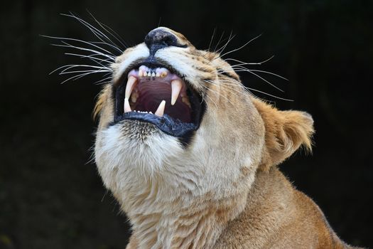 Close up portrait of male African lioness yawn