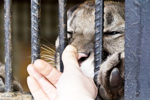 Human hand petting big cat through fence