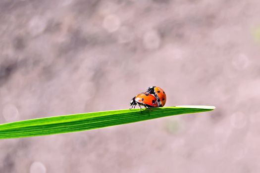Ladybugs on background of soil
