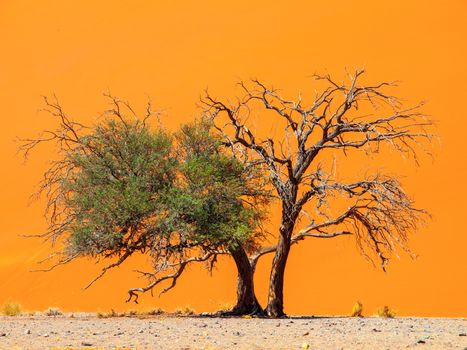 Two camelthorn tree against an orange dune background. First green and alive and second dry and dead. Sossusvlei, Namib-Naukluft National Park, Namibia, Africa