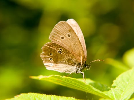 a brown ringlet butterfly resting on a leaf with its wings open