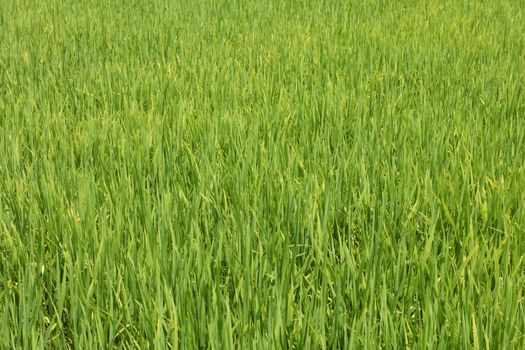Vibrant Green Rice Paddy Field Central Vietnam