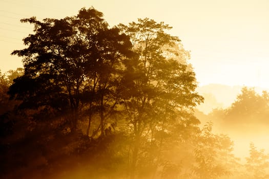 Sunrise on a background of a misty landscape with tree
