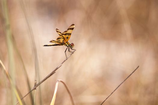 Halloween pennant dragonfly Celithemis eponina