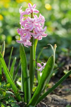 Pink hyacinth flower in spring 