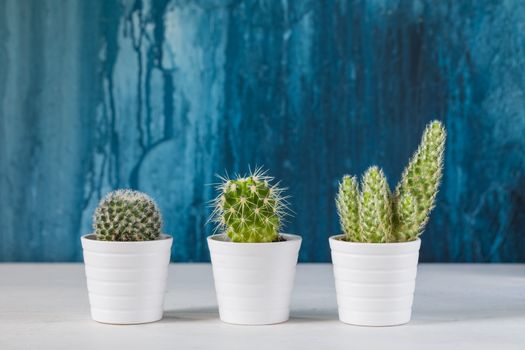 Three green cacti in white ceramic pots on the blue painted background