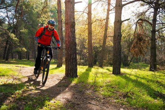 Cyclist Riding the Mountain Bike on the Trail in the Beautiful Pine Forest under the Sun. Adventure and Travel Concept.
