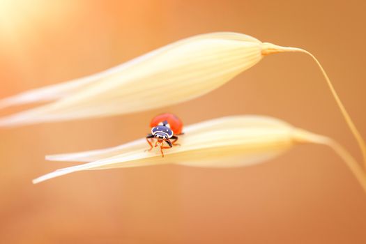 Ladybug on the wheat