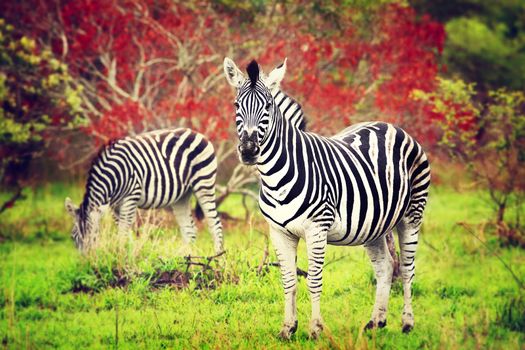 Wild zebras of African continent