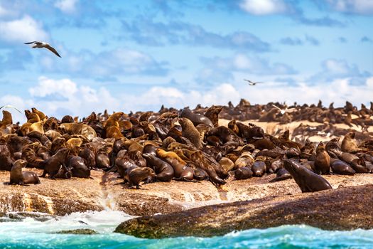 Wild seals on the rocks