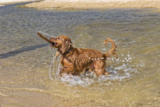Dog Plays on the Beach