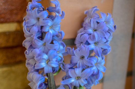 Two Delft Blue Lily Hyacinthus Orientalis Liliaceae