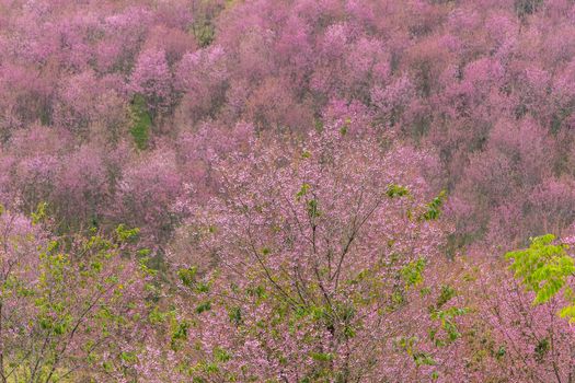 Beautiful Flower queen tiger Sakura , Cherry blossom Background at Phu Lom Lo , Loei and Phirsanulok, Thailand