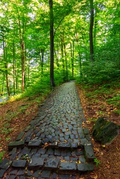 cobble stone path through forest