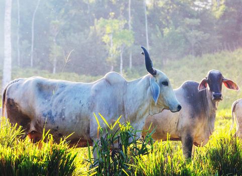 Cow in Costa Rica