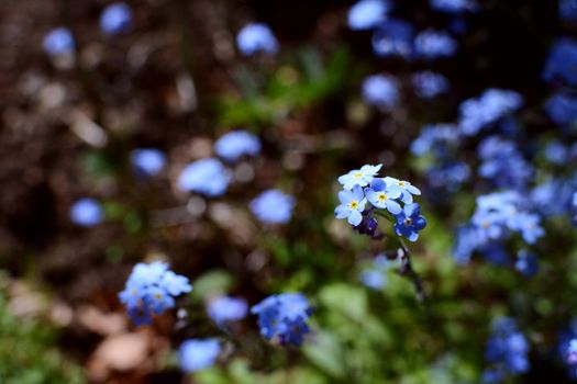 Forget-me-not flowers 