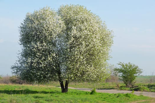 Blossoming Cherry Tree 