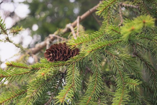 Spruce branch with a cone, close up