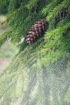 Spruce branch with a cone, close up