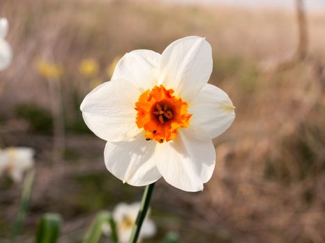 white and orange close up of wild daffodil beautiful spring