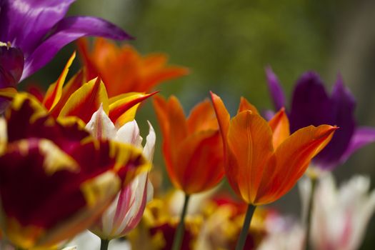 Beautiful close up macro tulip