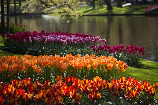 Garden, flower background, tulips